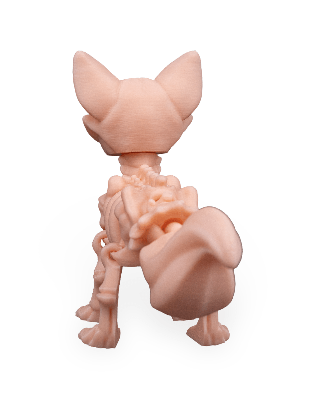 Raposa Esquelética Articulada