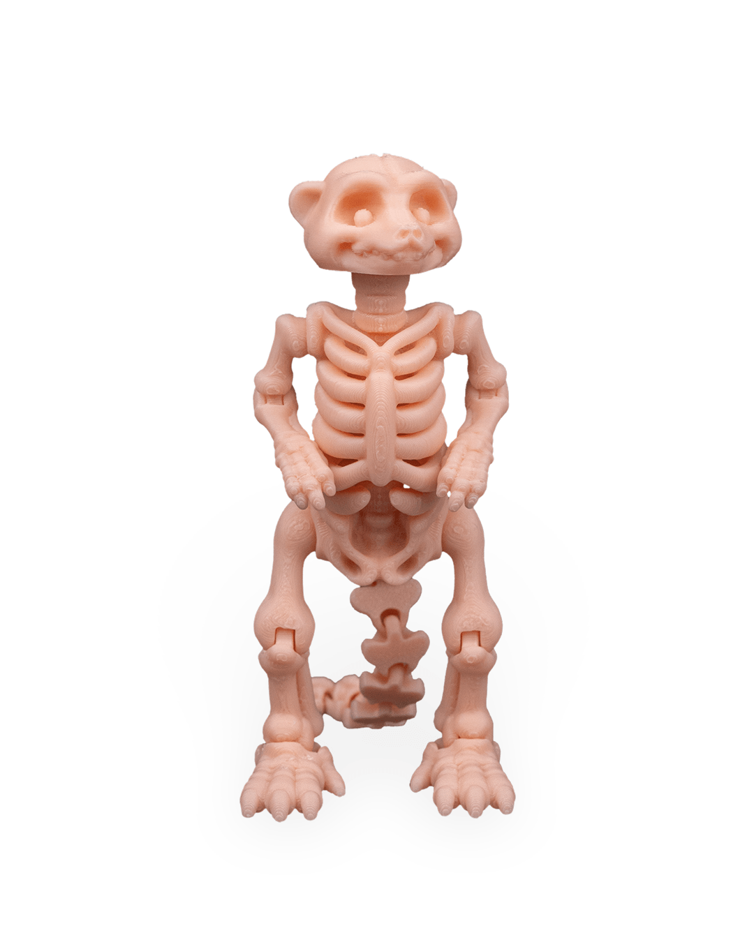 Suricata Esquelética Articulada