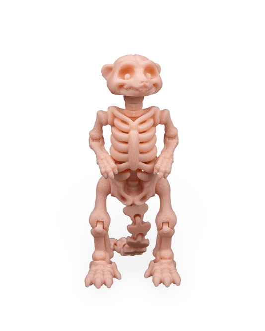 Suricata Esquelética Articulada