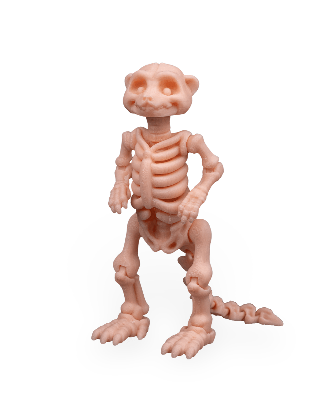 Suricata Esquelética Articulada