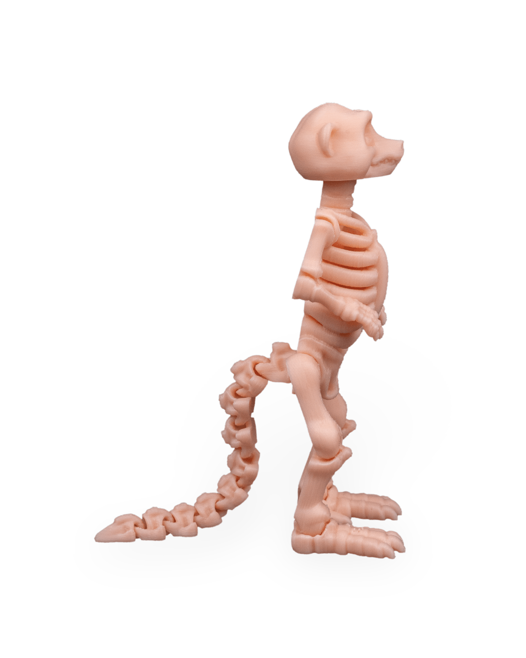 Suricata Esquelética Articulada