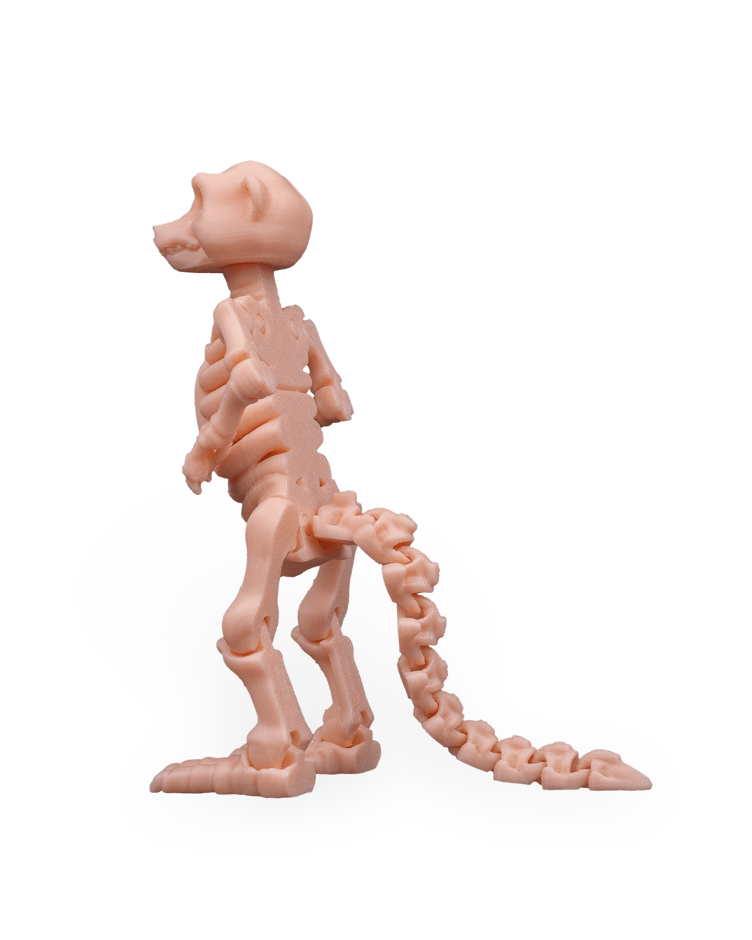 Suricata Esquelética Articulada