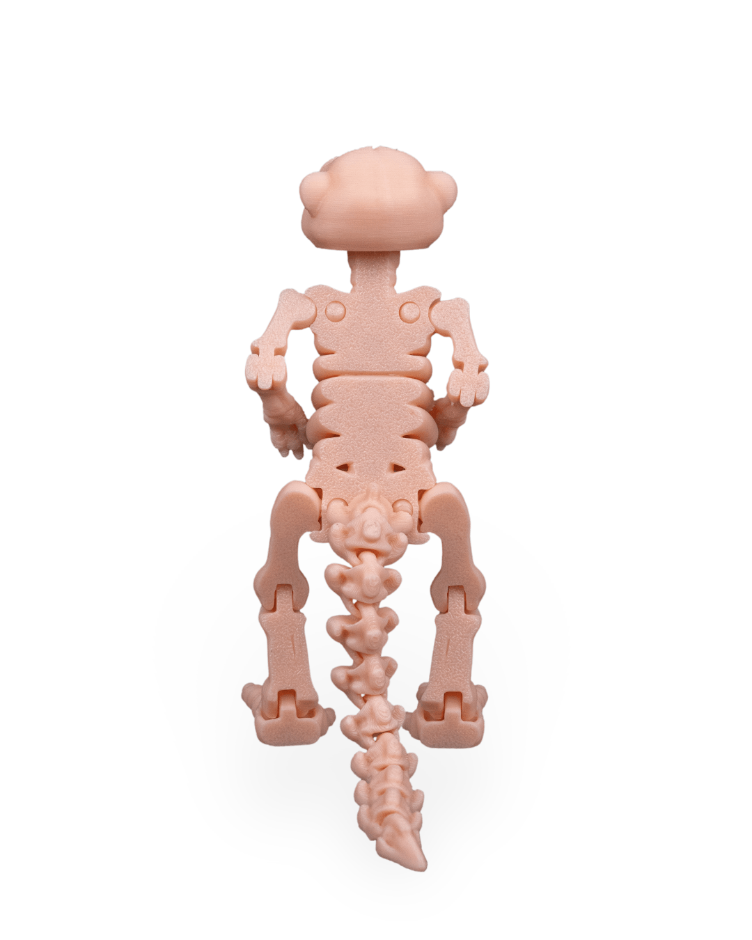 Suricata Esquelética Articulada