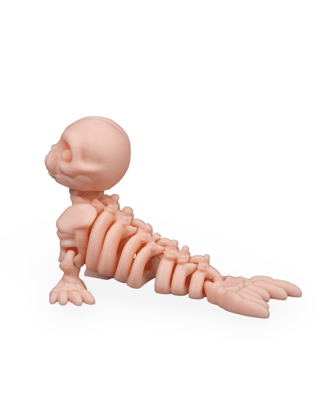 Foca Esquelética Articulada