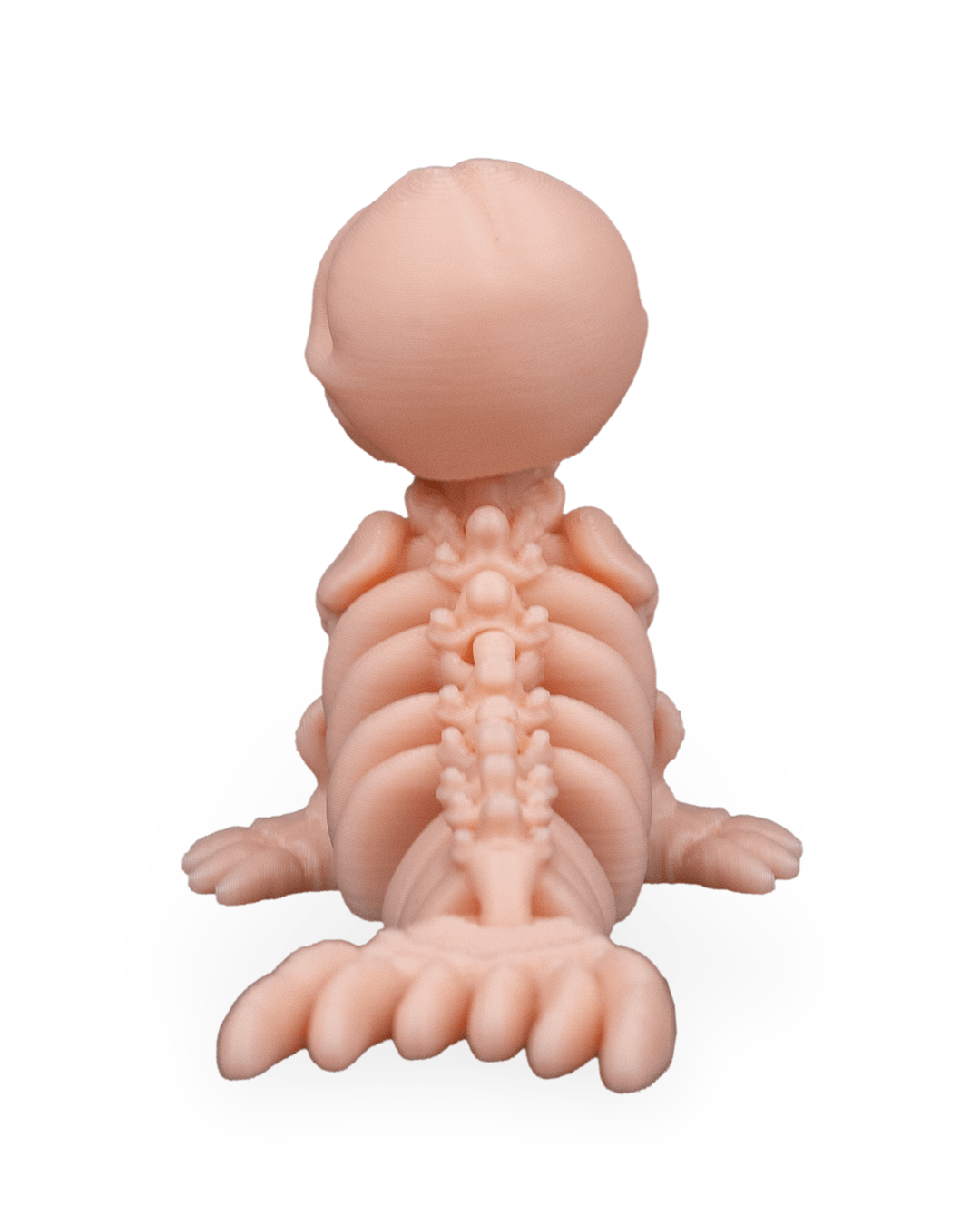 Foca Esquelética Articulada