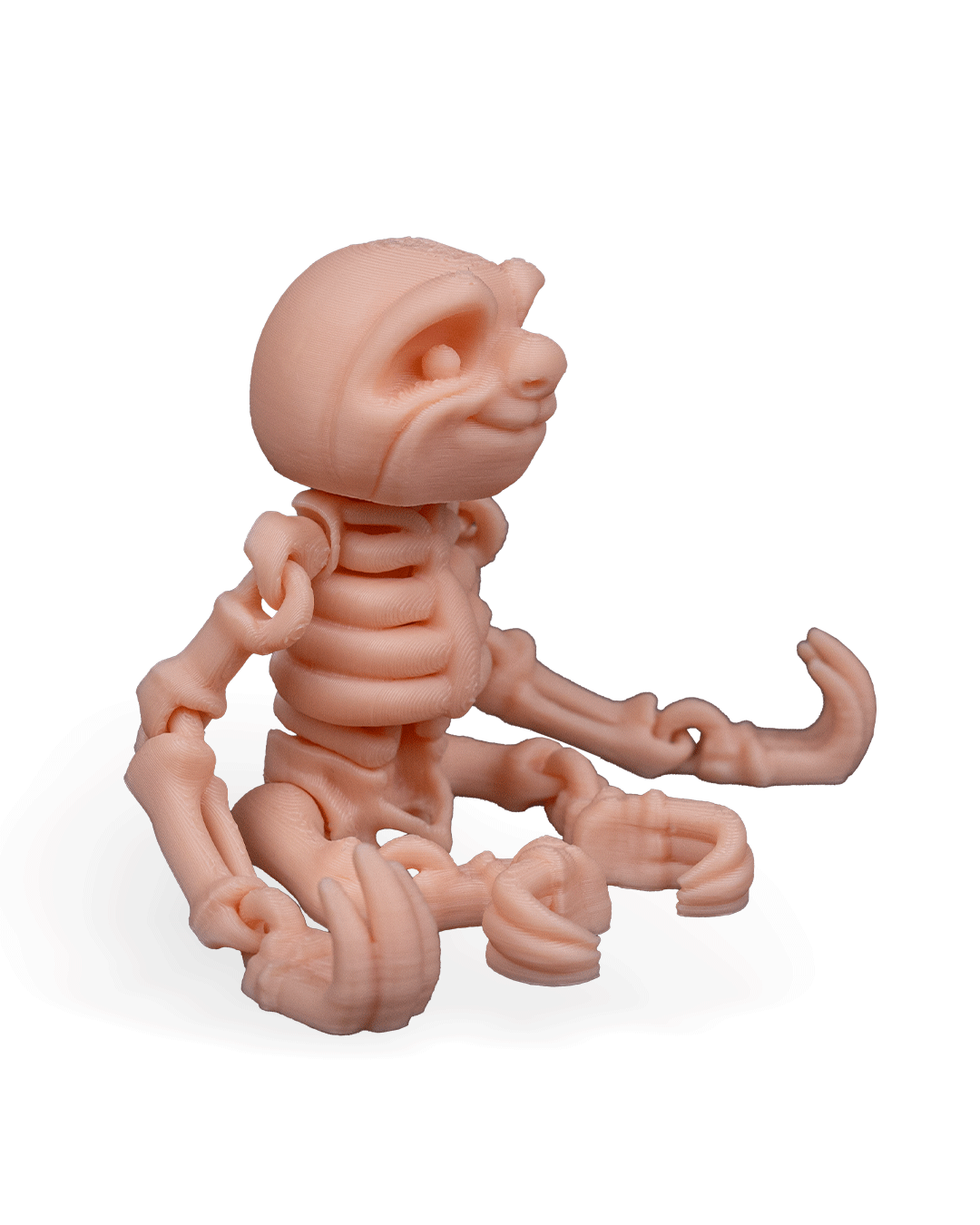 Bicho-Preguiça Esquelético Articulado