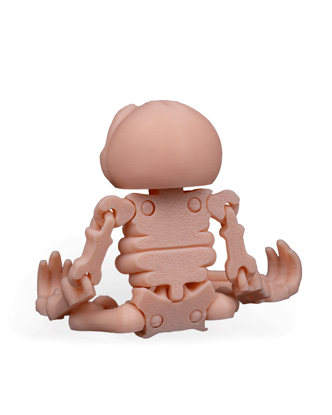 Bicho-Preguiça Esquelético Articulado